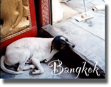 bangkok2004dog