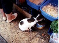 ﾍﾁﾍ`2004ﾎsﾏ￪ﾂS